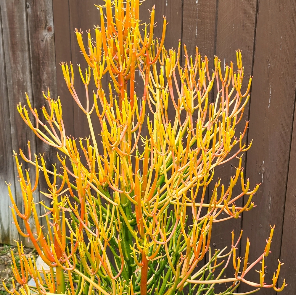 10 fresh cutting Euphorbia Tirucalli FIRESTICK